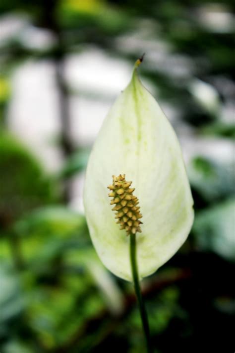 wild calla lily