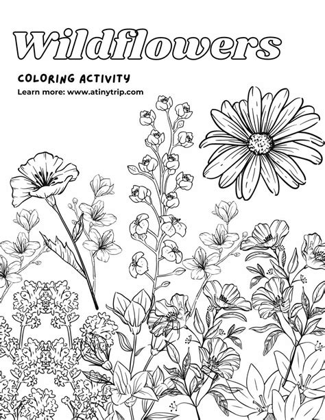 wild flower coloring page