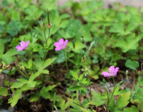 wild geranium with small pink flowers