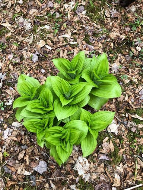wild hosta