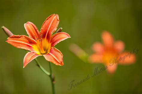 wild lilies