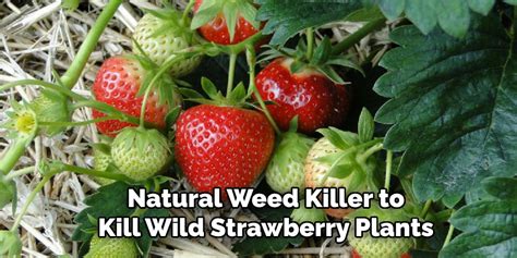 wild strawberry control