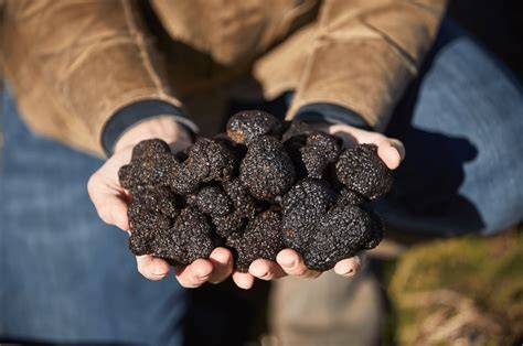 wild truffle