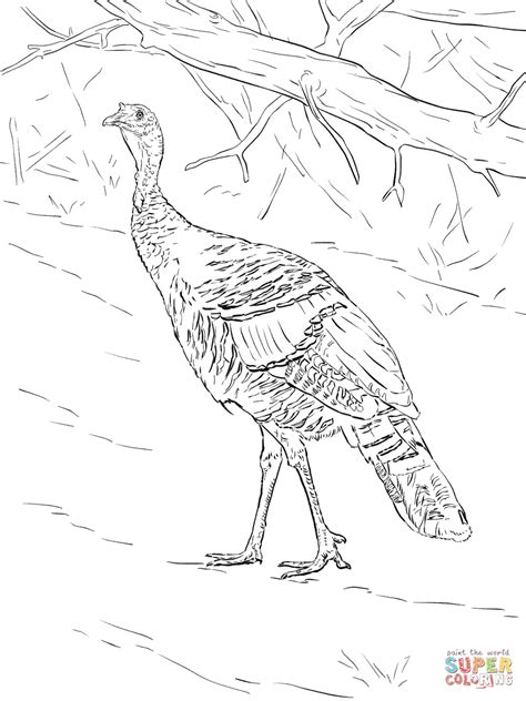 wild turkey coloring pages