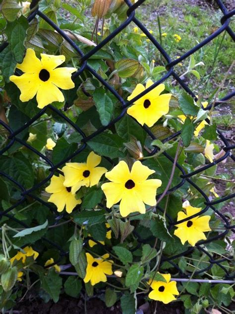 wild vine with yellow flowers