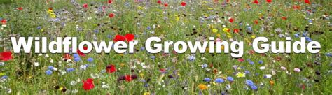 wildflower planting tips