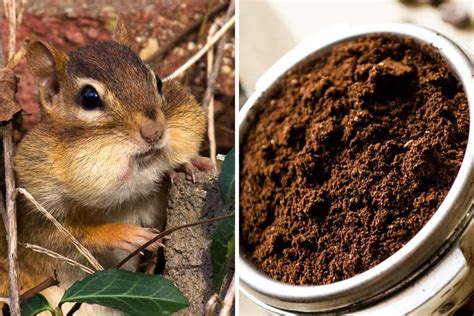 will coffee grounds keep chipmunks away