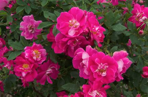 The Beauty and Benefits of Growing William Baffin Climbing Roses