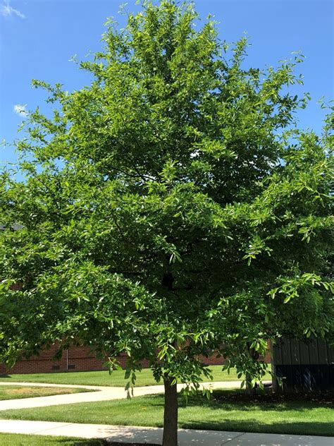 willow oak tree care