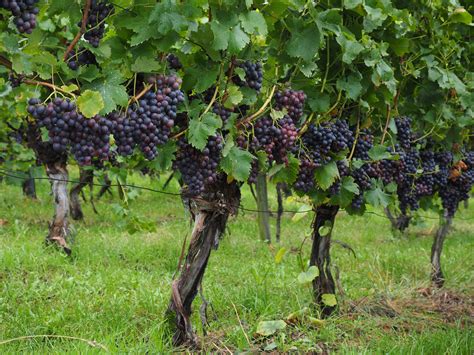 wine grape vines