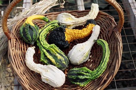 winged gourd