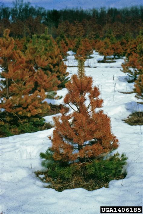 winter burn evergreens