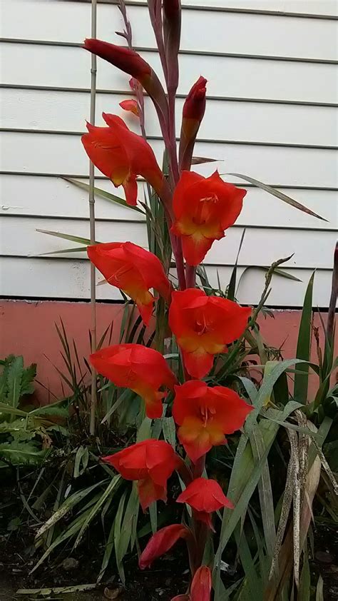 winter gladioli