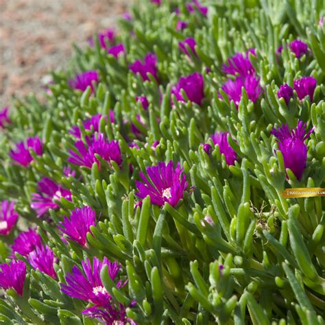 winter hardy succulents