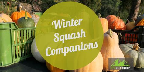winter squash companion plants