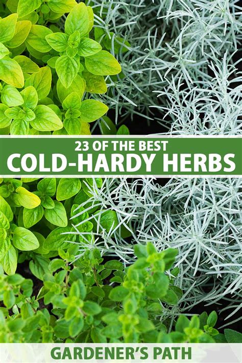 winter sun herbs