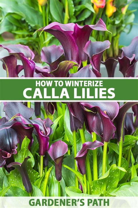 wintering calla lilies
