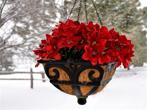 winterizing hanging baskets