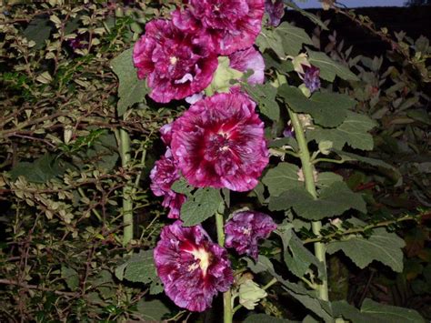 winterizing hollyhock plants