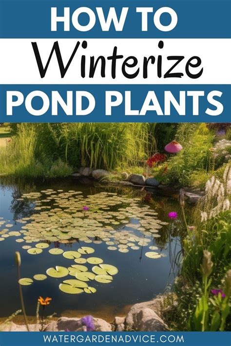 winterizing water plants