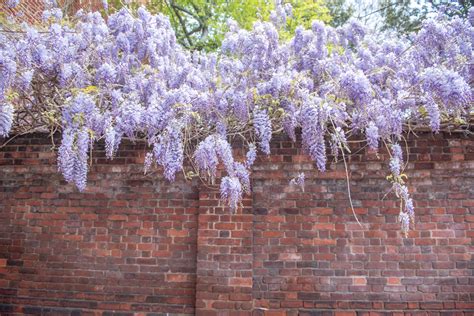 wisteria bush