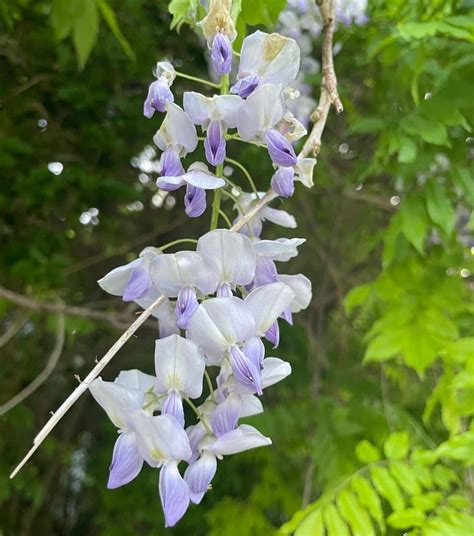 Wisteria Edible: What You Need to Know
