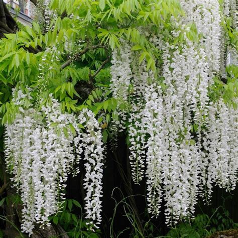 wisteria floribunda longissima alba