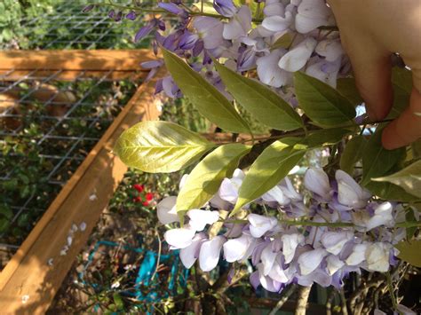 wisteria flowers edible