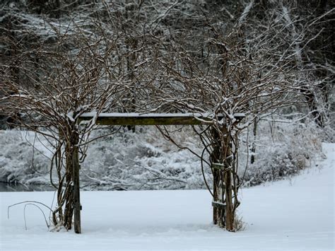 wisteria in winter