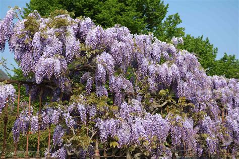 wisteria invasive