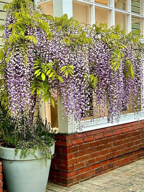 wisteria plant