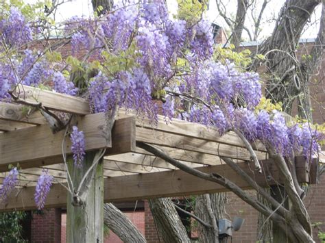 wisteria trellis