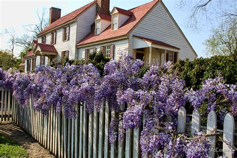 wisteria vine on fence