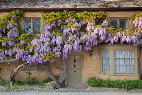 wisteria vine on house
