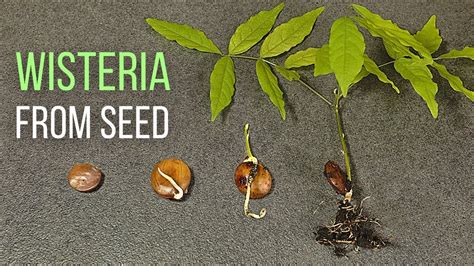 wisteria vine seeds