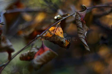 withering of leaves
