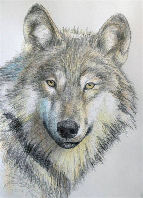 wolf drawing with colour easy