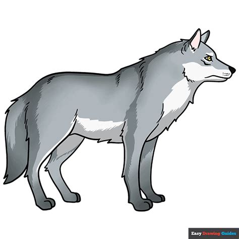 wolf drawing with colour easy