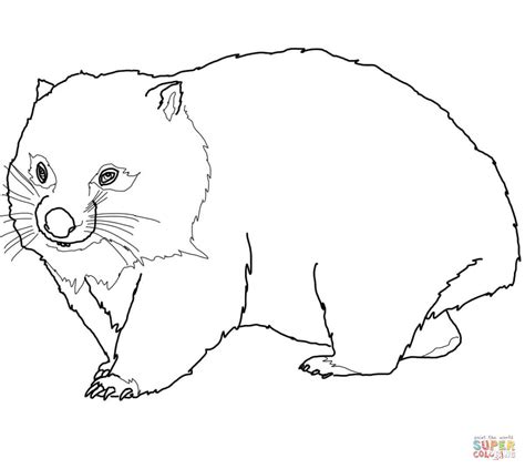 wombat colouring