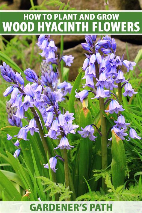 wood hyacinth bulbs