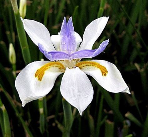 wood iris