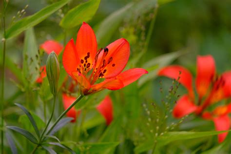 wood lily