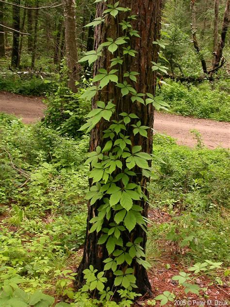 woodbine vine