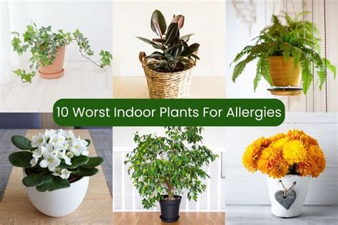 worst plants for allergies