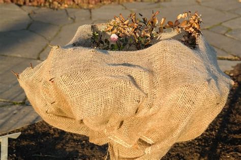wrapping plants in burlap