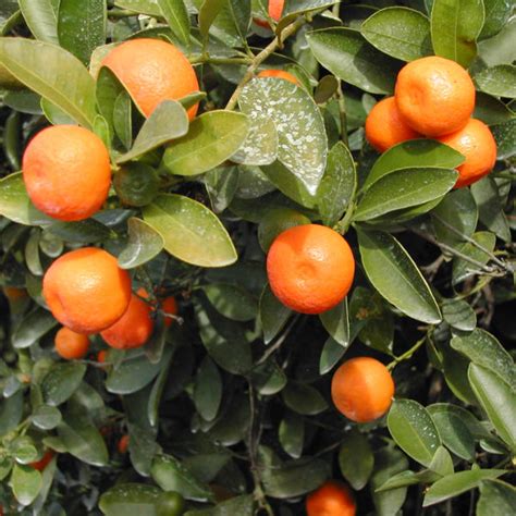 x citrofortunella microcarpa