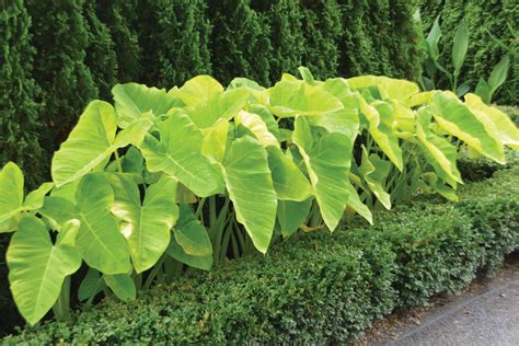 xanthosoma lime zinger