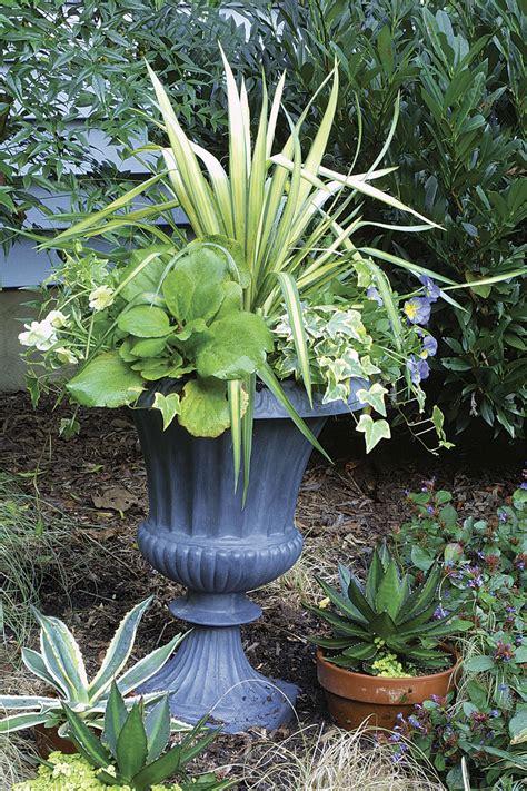 year round outdoor potted plants
