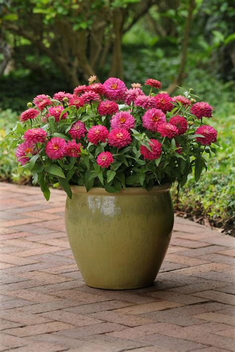 year round outdoor potted plants