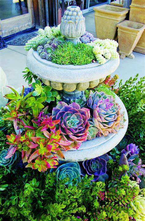 year round outdoor succulents